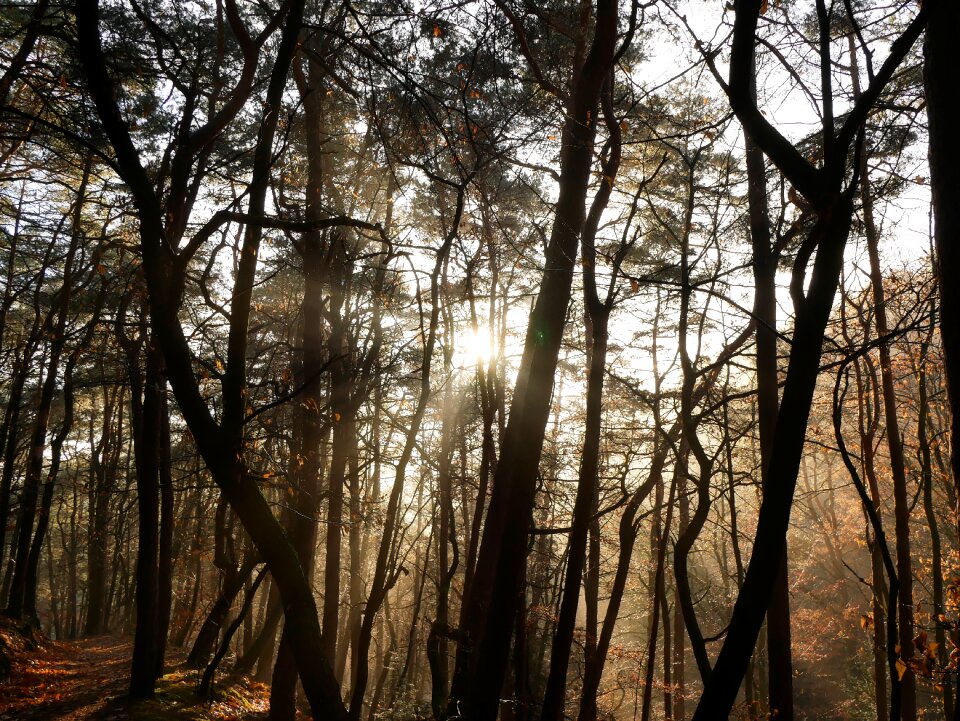 Wood trees palatinate forest