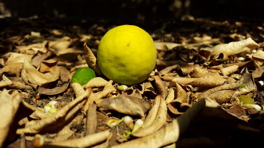 Leaves brown lemon
