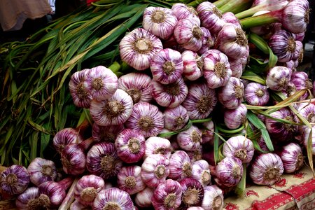 Condiment head of garlic cloves of garlic photo