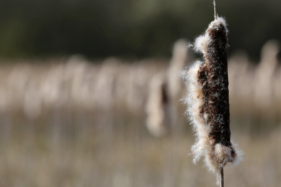 Wetland pond bullrush