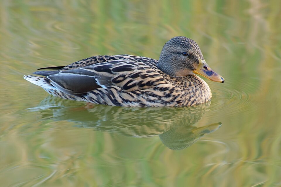 Mallard goose wild