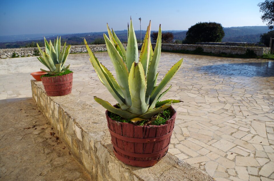 Apulia nature plant