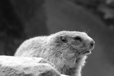 Nostalgic animal marmot photo