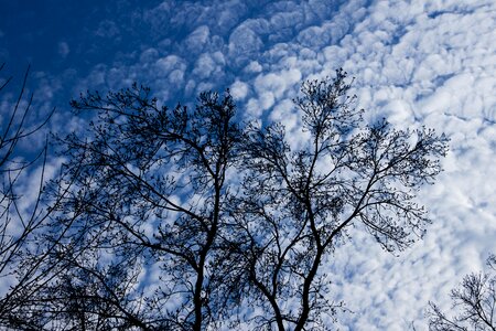 Leaves cloud blue photo