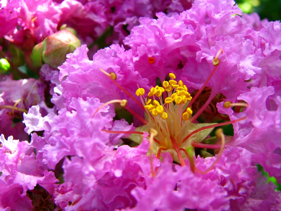 Bignoniaceae flower 繽 紛