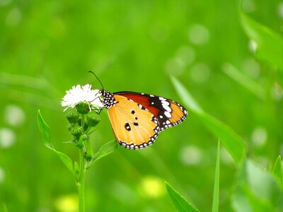 Monarch butterflies plant gymnocoronis photo