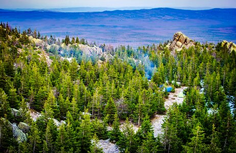 Forest trees woods photo