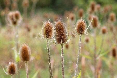 Nature flower teazle