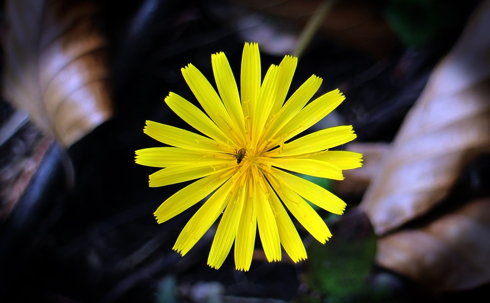Yellow composites blossom