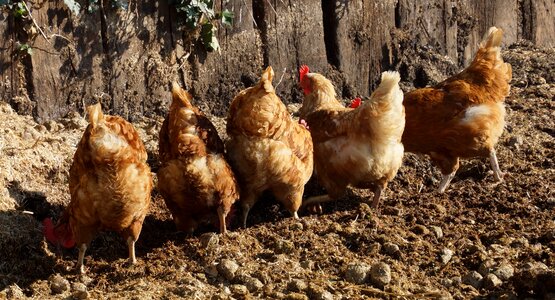 Free running farmers animal