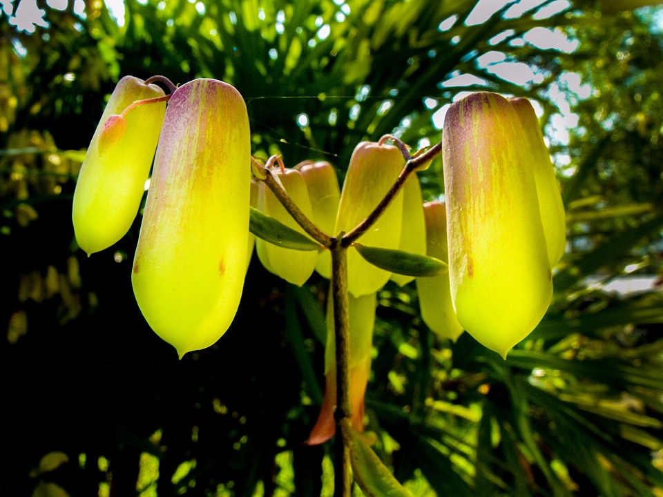Bloom flower green yellow