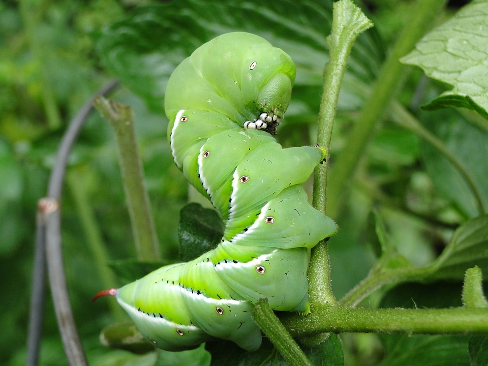Garden pests eating funny