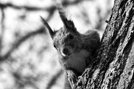 Nostalgic animal squirrel photo