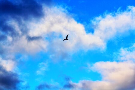 Winged feathered sky photo