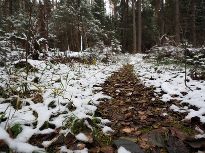 Nature cold winter forest photo