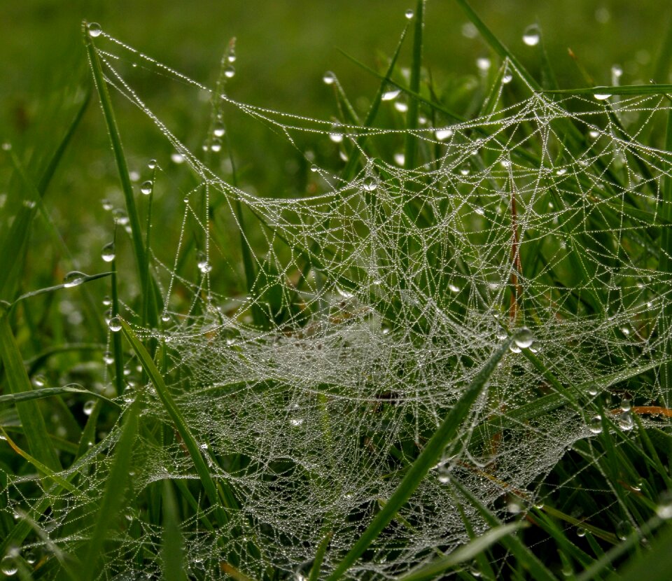 Summer drops lawn