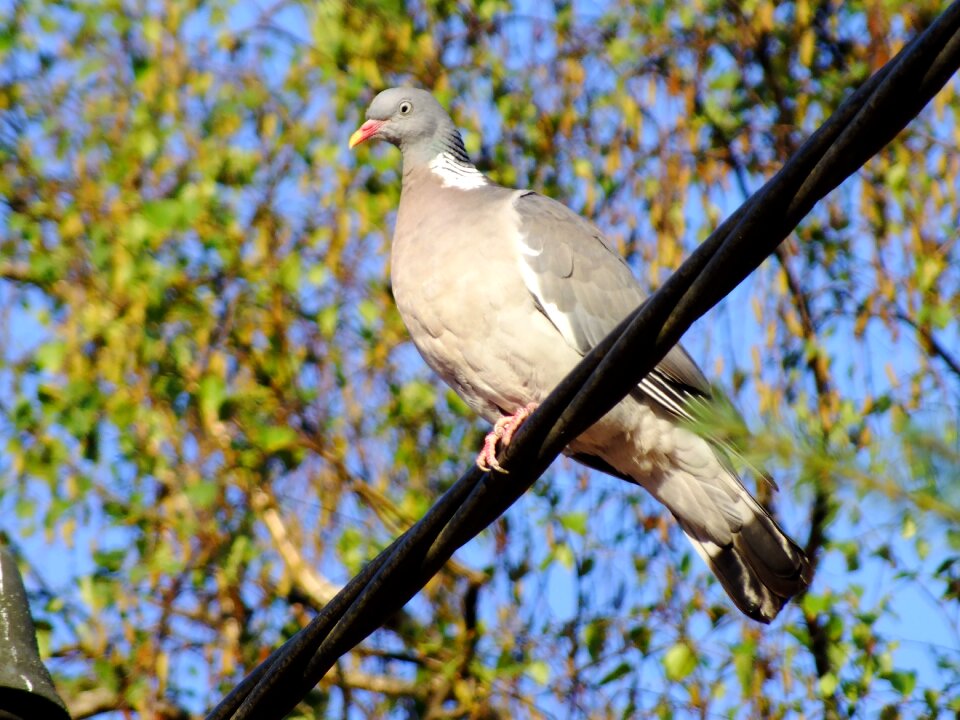 Nature plumage animal world