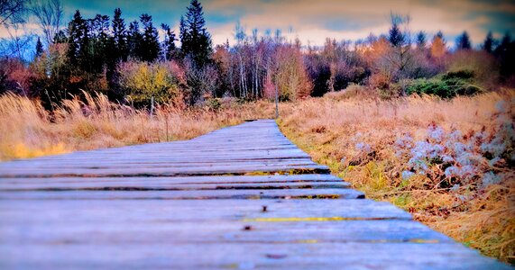 Trees nature landscape