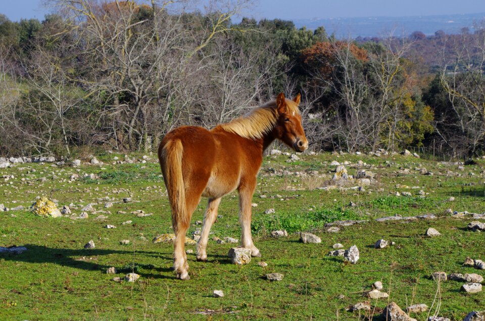 Horses prairie quadruped