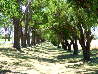 Plants arboleda nature photo