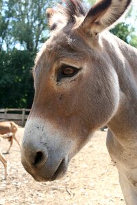 Donkey animal Free photos photo