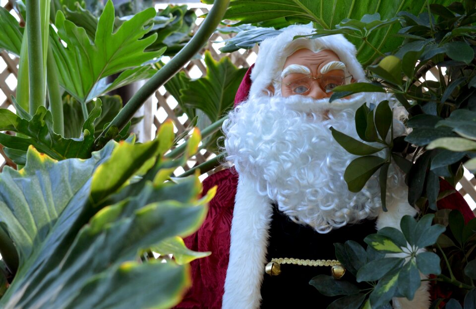 Tropical christmas merry