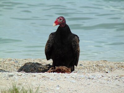 Scavenger birdwatching
