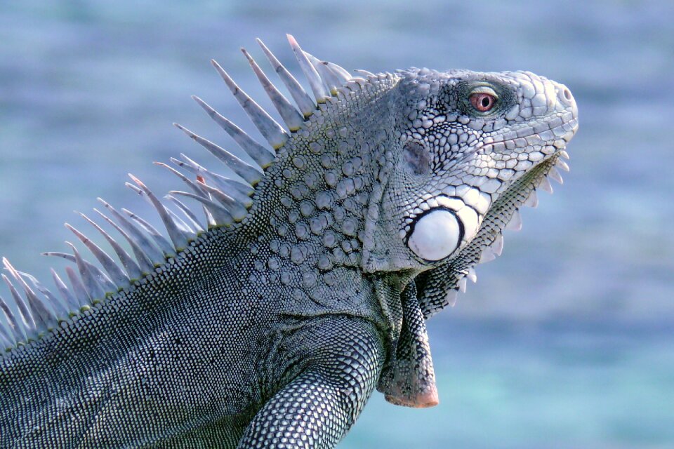 Bonaire iguana reptile