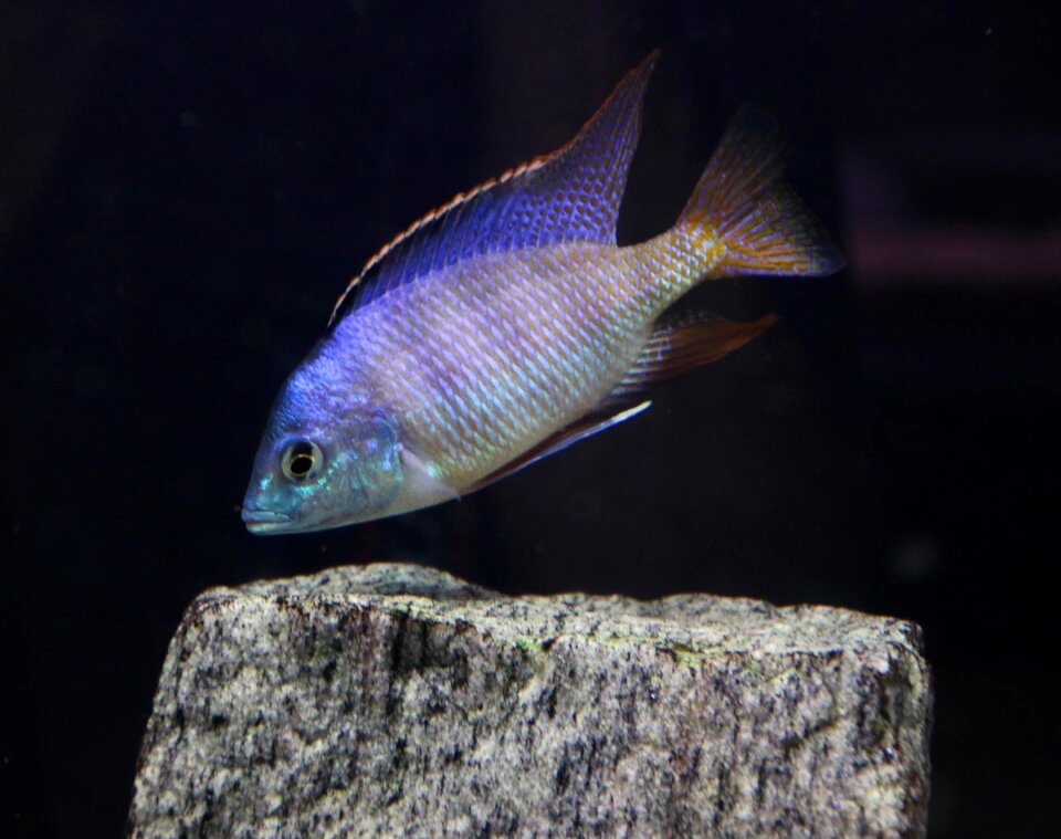 Fish aquarium cichlids