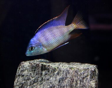 Fish aquarium cichlids photo