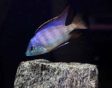 Fish aquarium cichlids