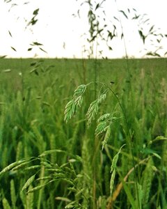 Green agriculture natural photo