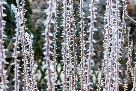 Frozen ice plant photo