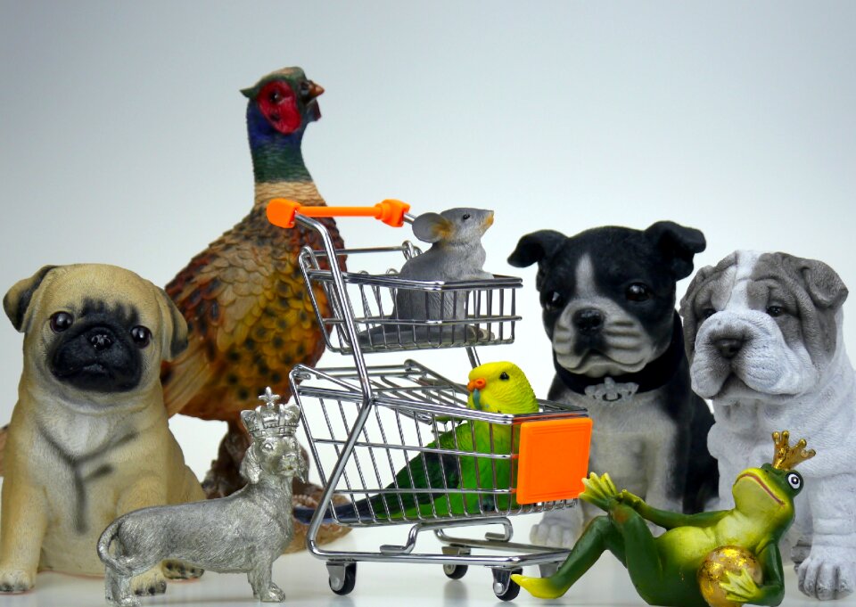 Pet food dogs frog