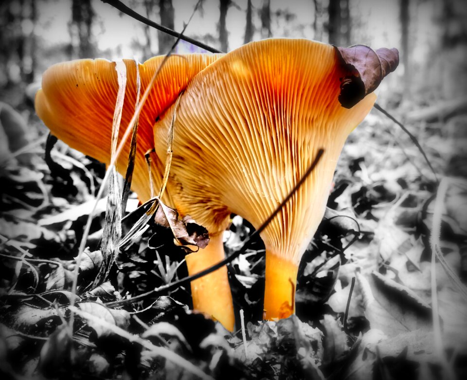 Forest floor mushroom picking plant