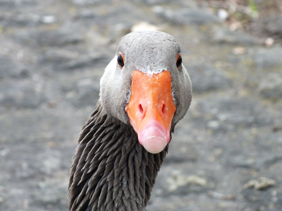 Wild goose water bird poultry