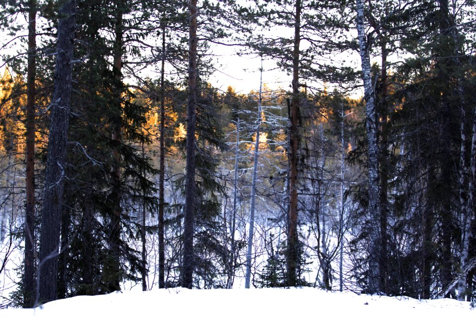 Sweden winter landscape winter