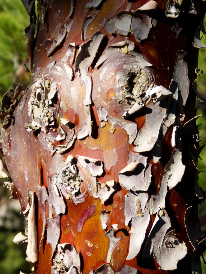 Bark cypress peel
