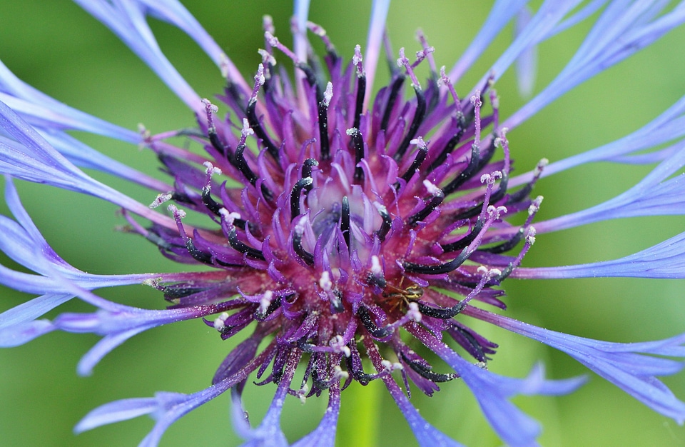 Flower macro flower flowers