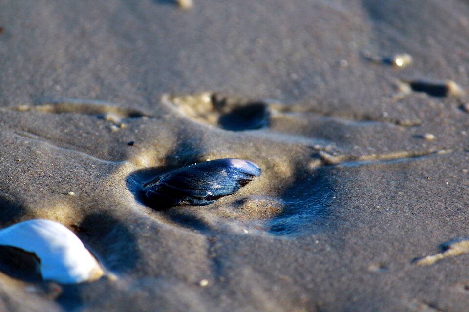 Shell baltic sea flotsam photo