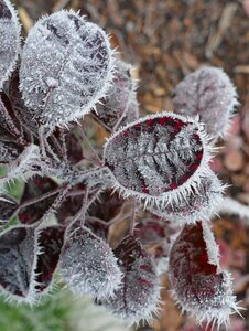 Wintry frost hoarfrost