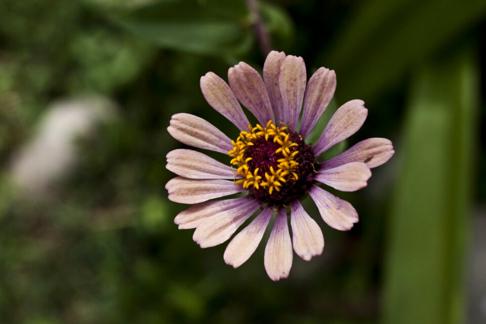 Nature purple flowers color