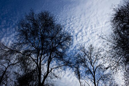 Nature sky leaves photo