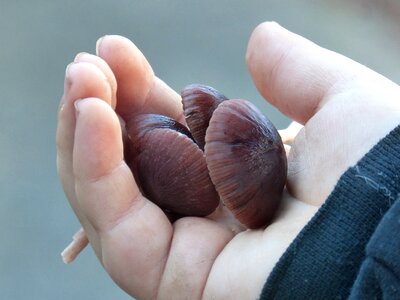 Hand child pick mushrooms photo