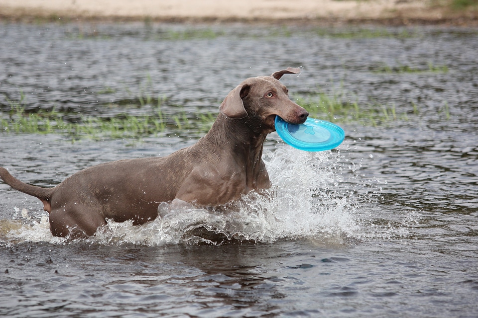 Snout water wet