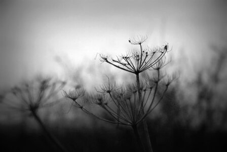 Hogweed flower black and white