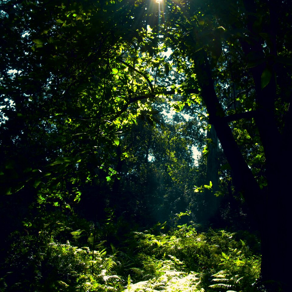 Summer green sunlight
