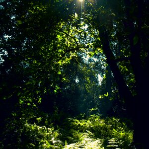 Summer green sunlight