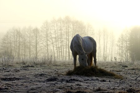 Pasture morning mist mold photo