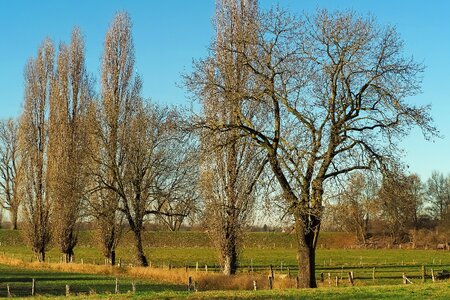 Sky trees fence photo